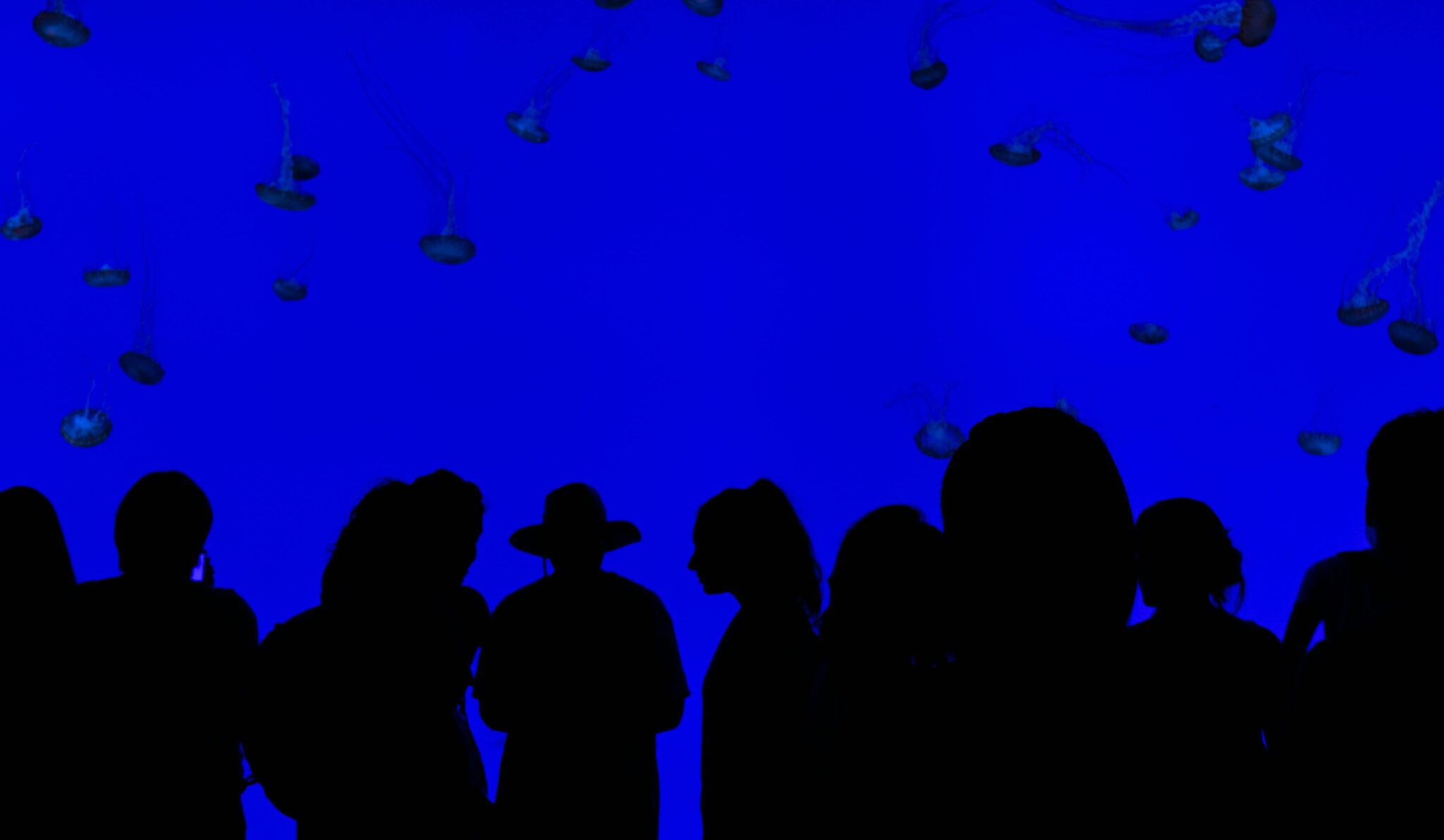 Crowd of silhouettes watching jellyfish in a vibrant blue aquarium exhibit.